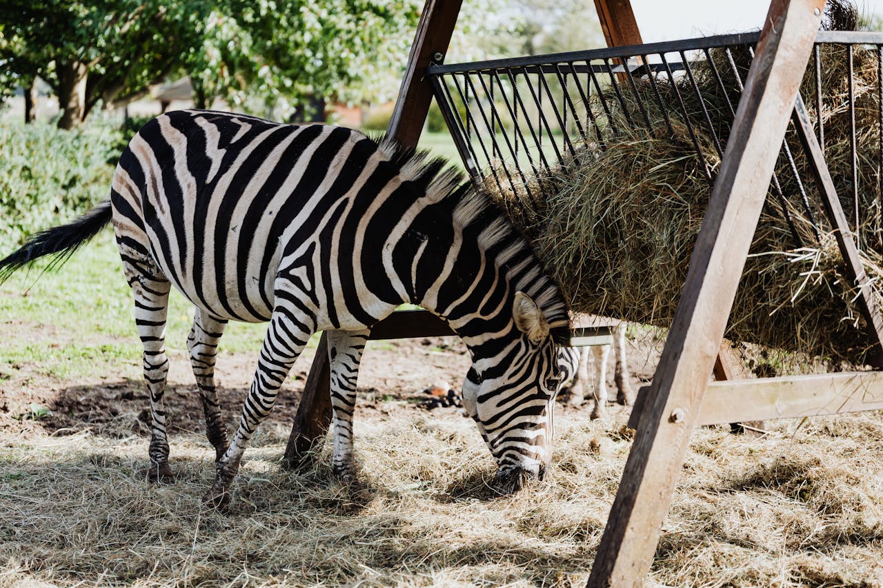 A zebra eating hay outdoors in a safari reserve, surrounded by nature.