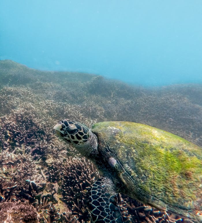 A sea turtle gracefully swims underwater over a vibrant coral reef in Sri Lanka.